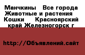 Манчкины - Все города Животные и растения » Кошки   . Красноярский край,Железногорск г.